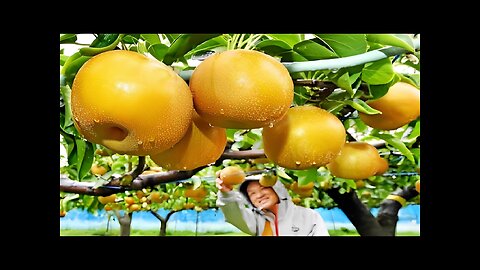 World's Most Expensive Pear - Awesome Japan Agriculture Technology Farm