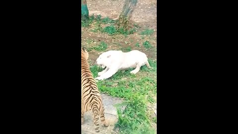 Tiger vs Lion