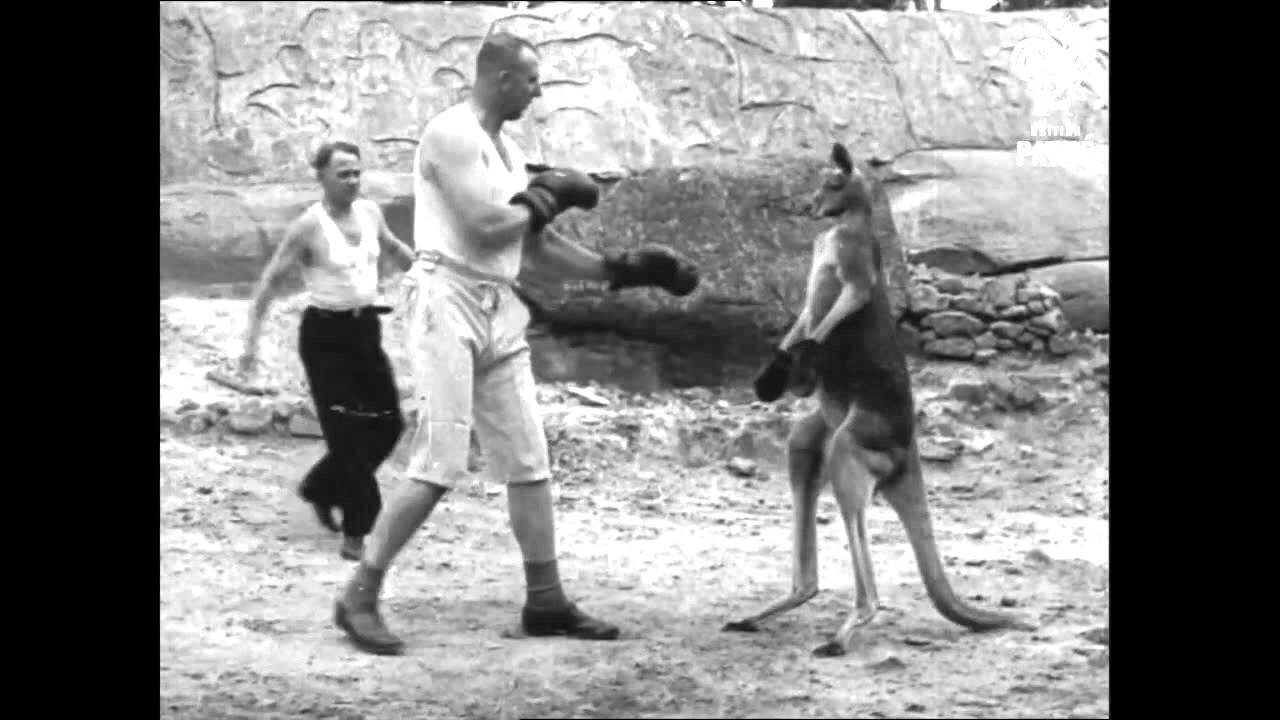 Man VS Kangaroo 🦘 (ง'̀-'́)ง 👨 WTF Fights 🤜👊🤛