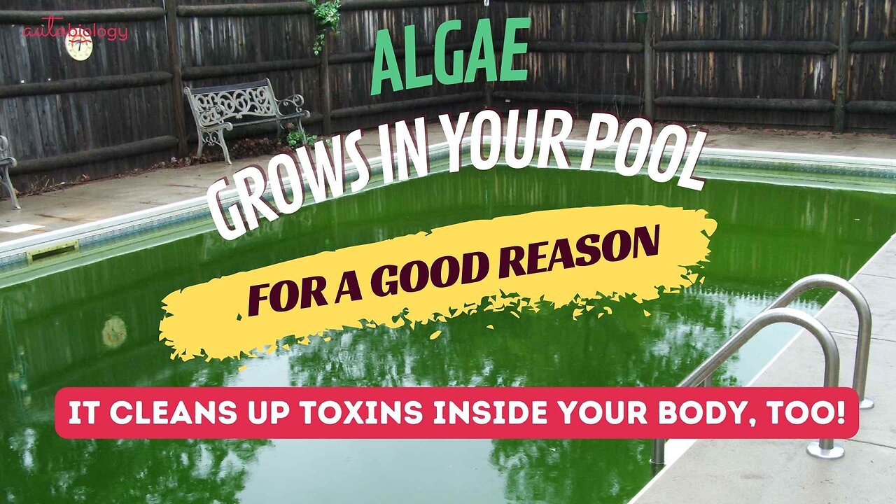 Algae is not what you think it is