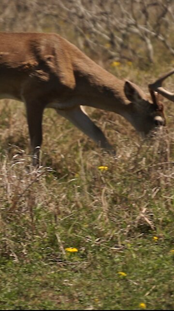 Starting to shed! #shedseason