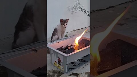 A cat and fire.