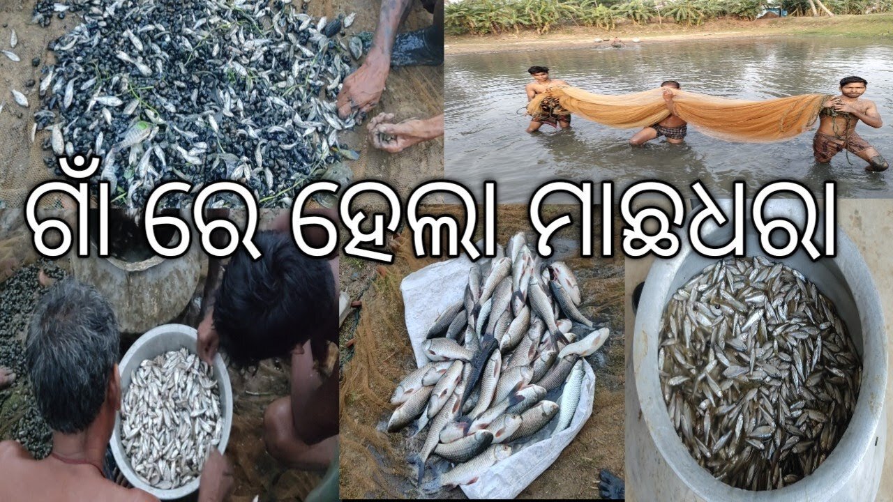 How to catch fish in village #fishing #trending #fish #catfish