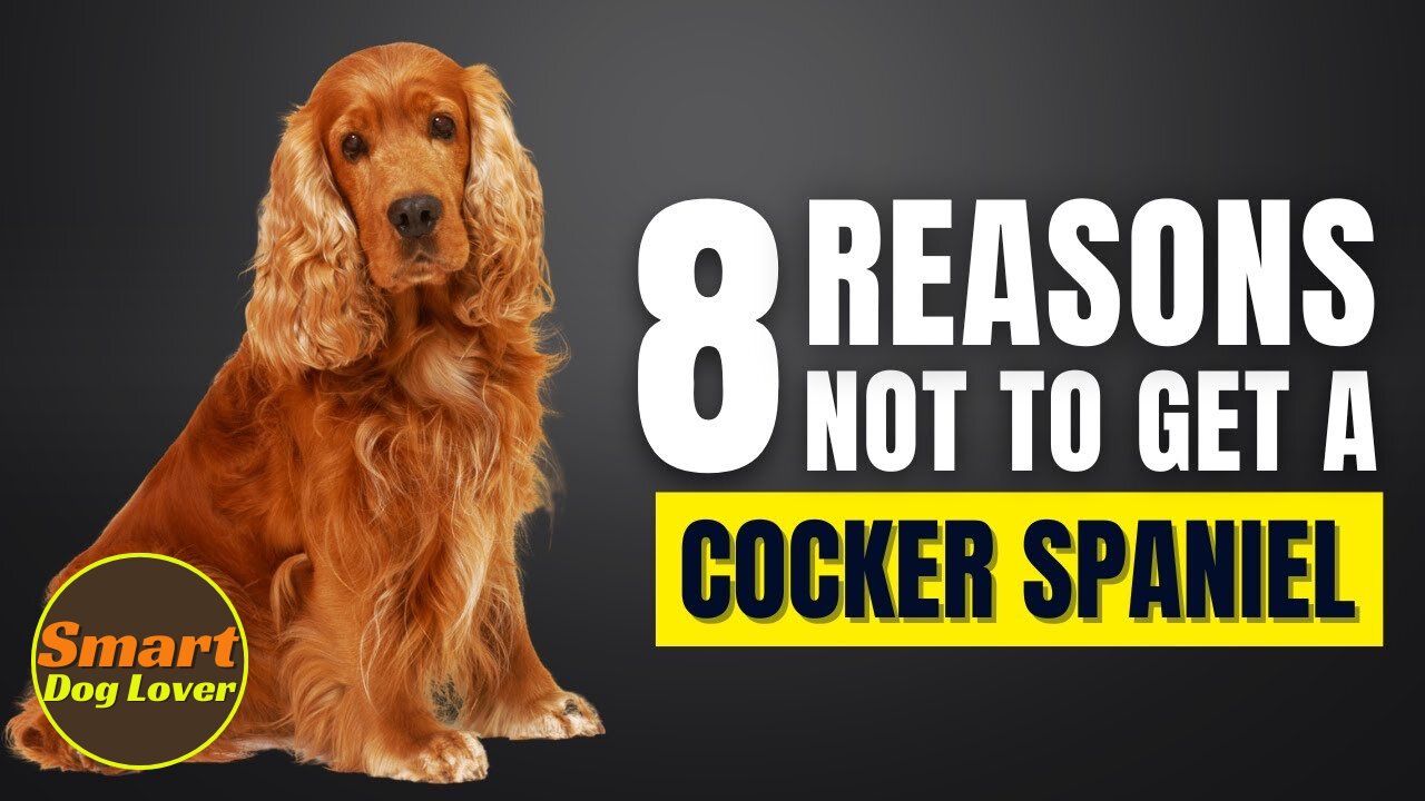 8 Reasons Why You Should Not Get a Cocker Spaniel | Dog Training Program