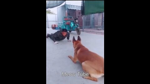 This dog trains like a military personnel 😺🐶 Funniest Animals 2023 😂