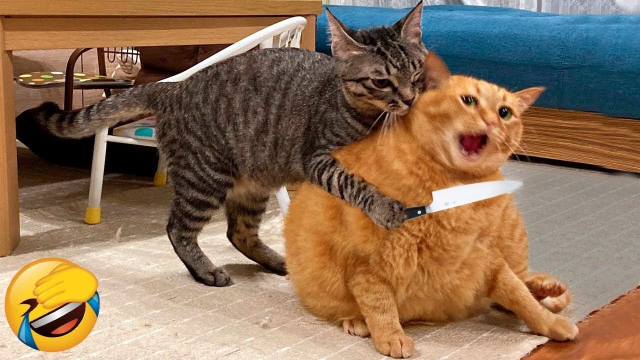 Try Not To Laugh 😅😂 Funniest Cats and Dogs Videos 😹🐶 Part 4