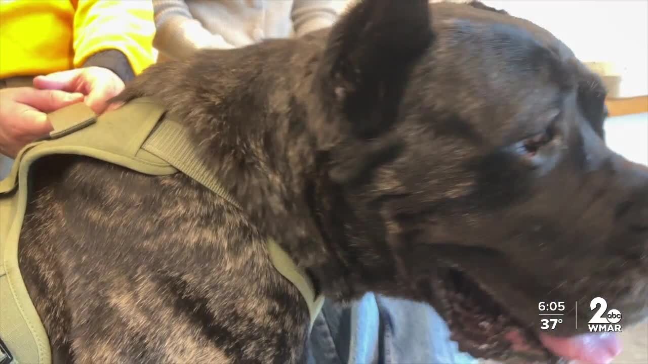 Heart + Paw