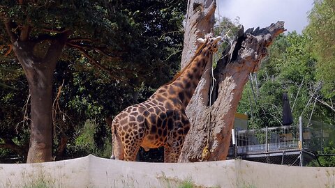 Giraffes Hilarious Lunch Break Tall Snack Time at Perth Zoo Australia