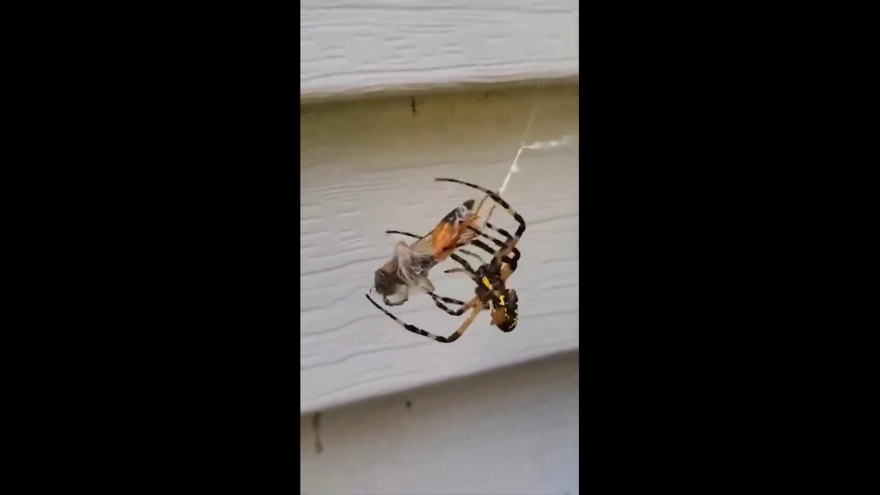"That spider wasted NO time showing that wasp what’s up 😭🕷️🔥 Nature’s got no chill!