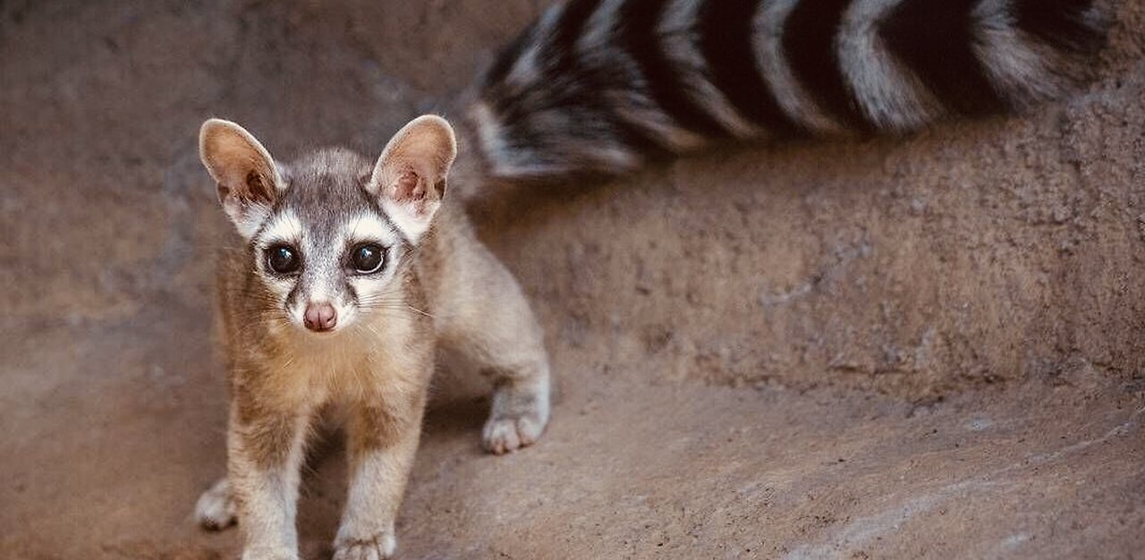 5 Fun Facts About The Ring-Tailed Cat