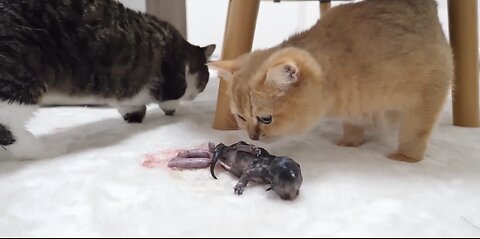 How kitten Kiki grows up: from 0-30 days!