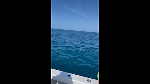 #sharkfishing