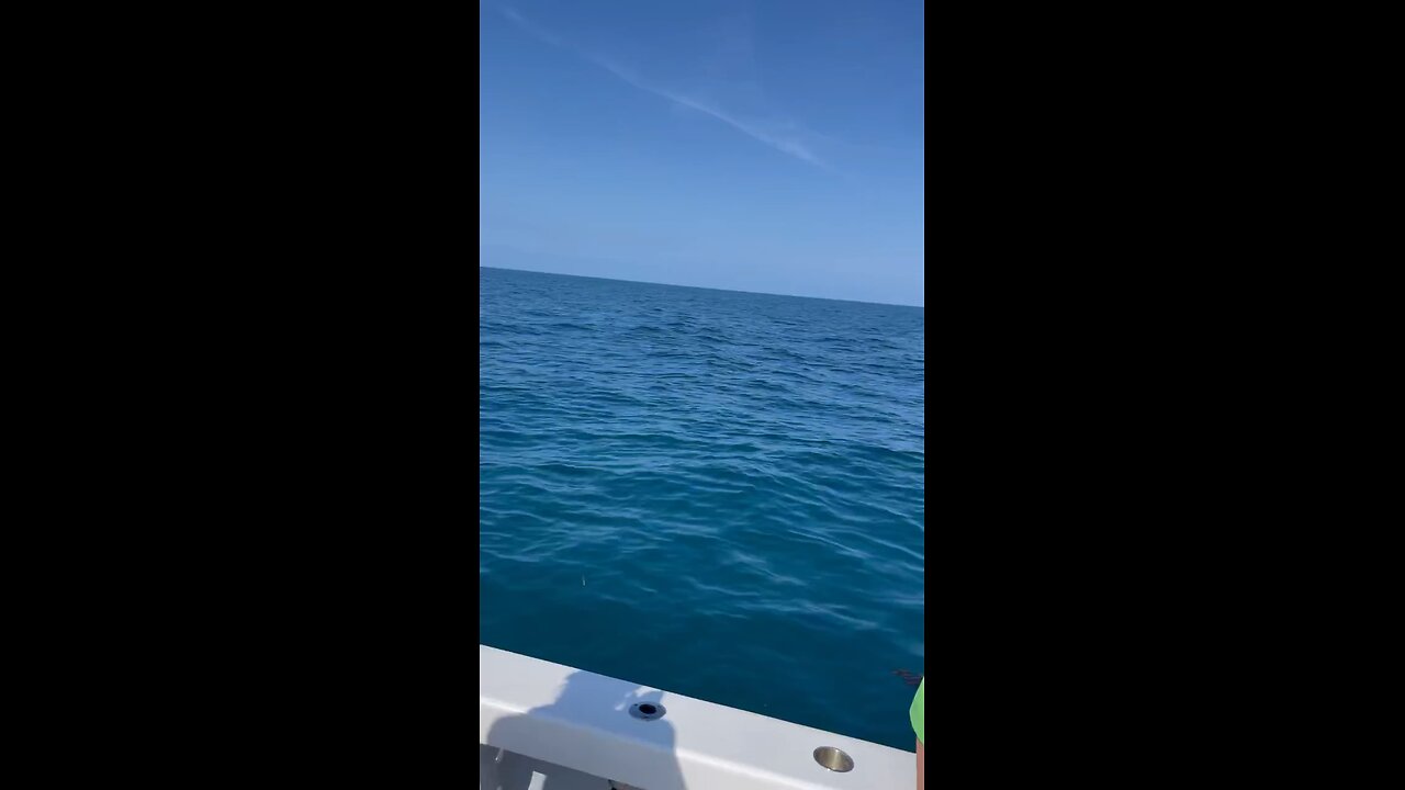 #sharkfishing