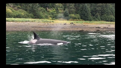 Orcas (Killer Whales) In The Inlet