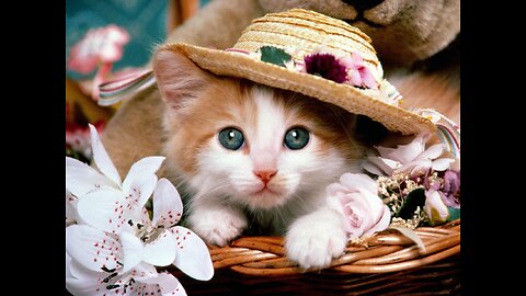 Baby Cats - Cute and Funny Cat Videos Compilation #60 | Aww Animals