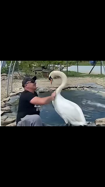 HEROIC ACT A TALE OF TWO SOULS THE MAN AND THE SWAN