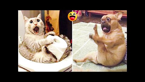 Funniest Cats and dogs moments| animal videos 2023