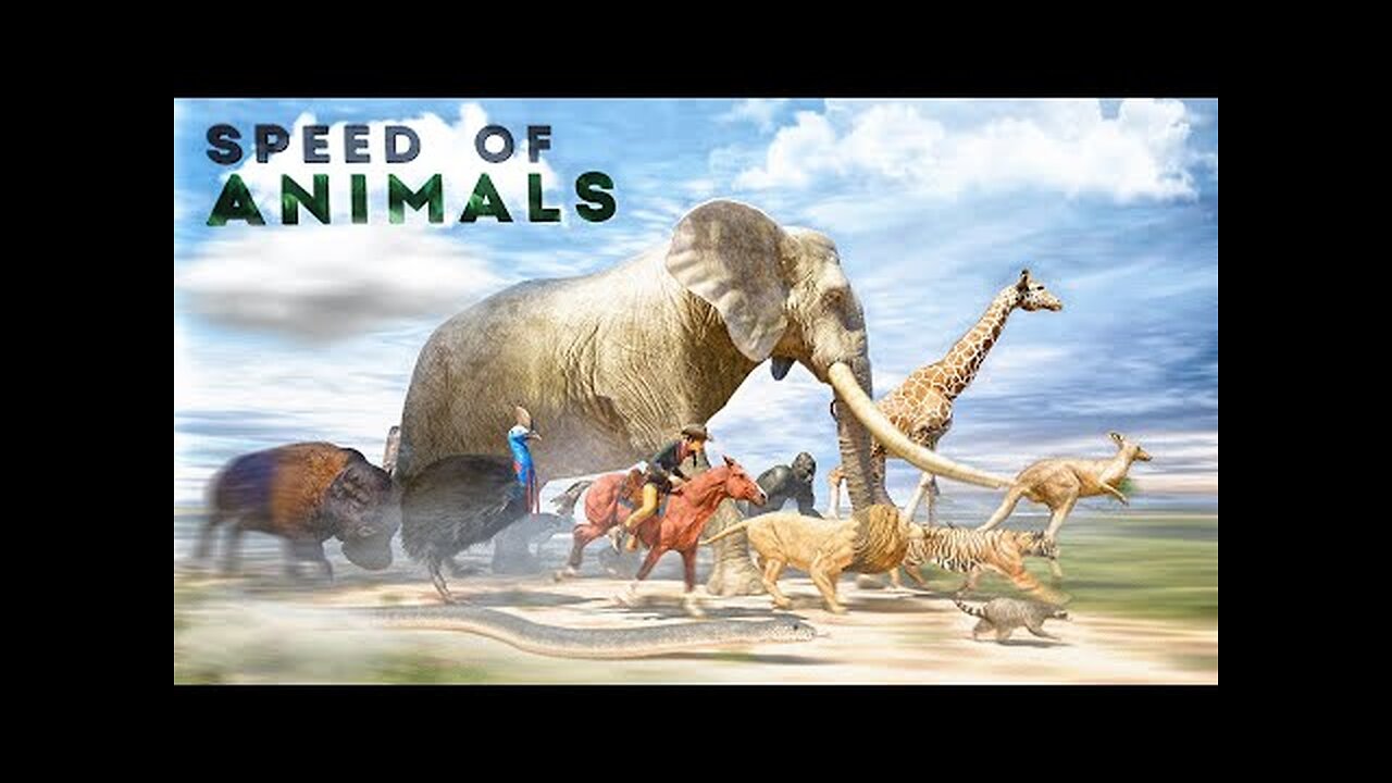 SPEED COMPARISON 3D | Animals 🦌