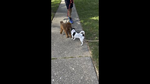 Taco Terrier loves Mini Poodle