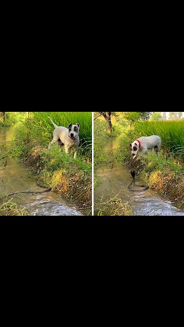 Dog has extremely close encounter with venomous snake