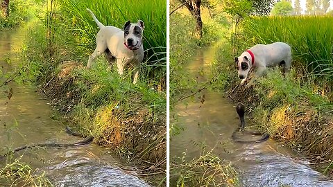 Dog has extremely close encounter with venomous snake