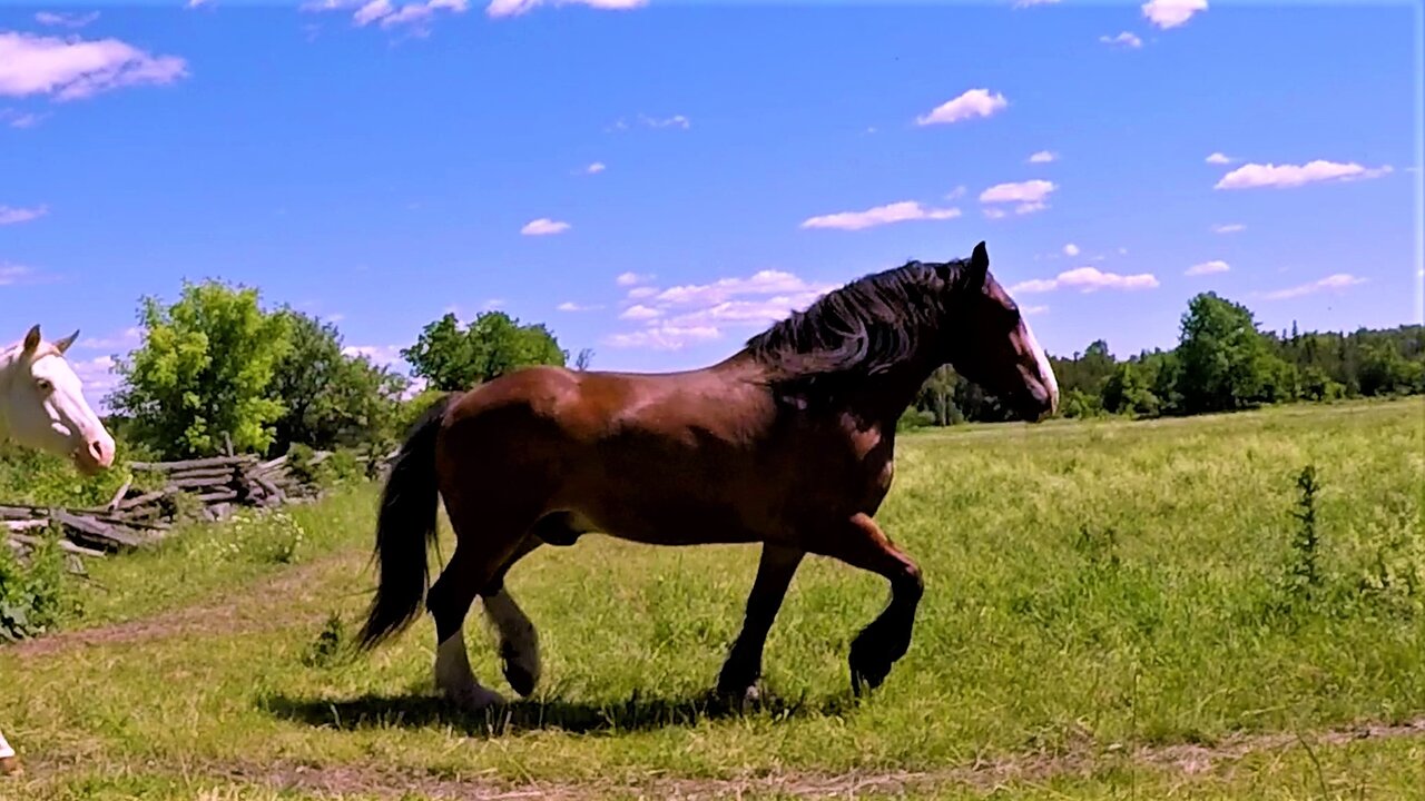 The raw power and beauty of Clydesdales running free in a meadow