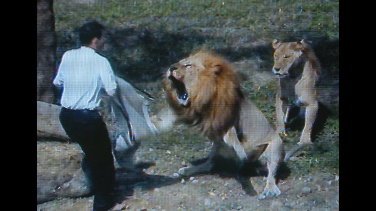 15 Scariest Animal Encounters Ever Filmed In Africa