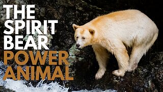 Spirit Bear Power Animal