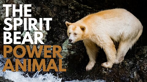 Spirit Bear Power Animal