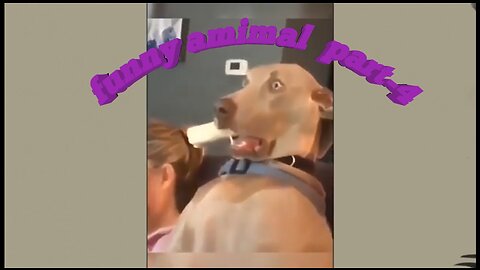 Funny Animal Moments Compilation Funny Pet Moments _ Try Not To Laugh | Part-4