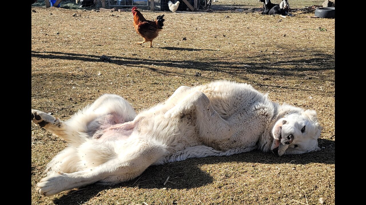 Piglet massage