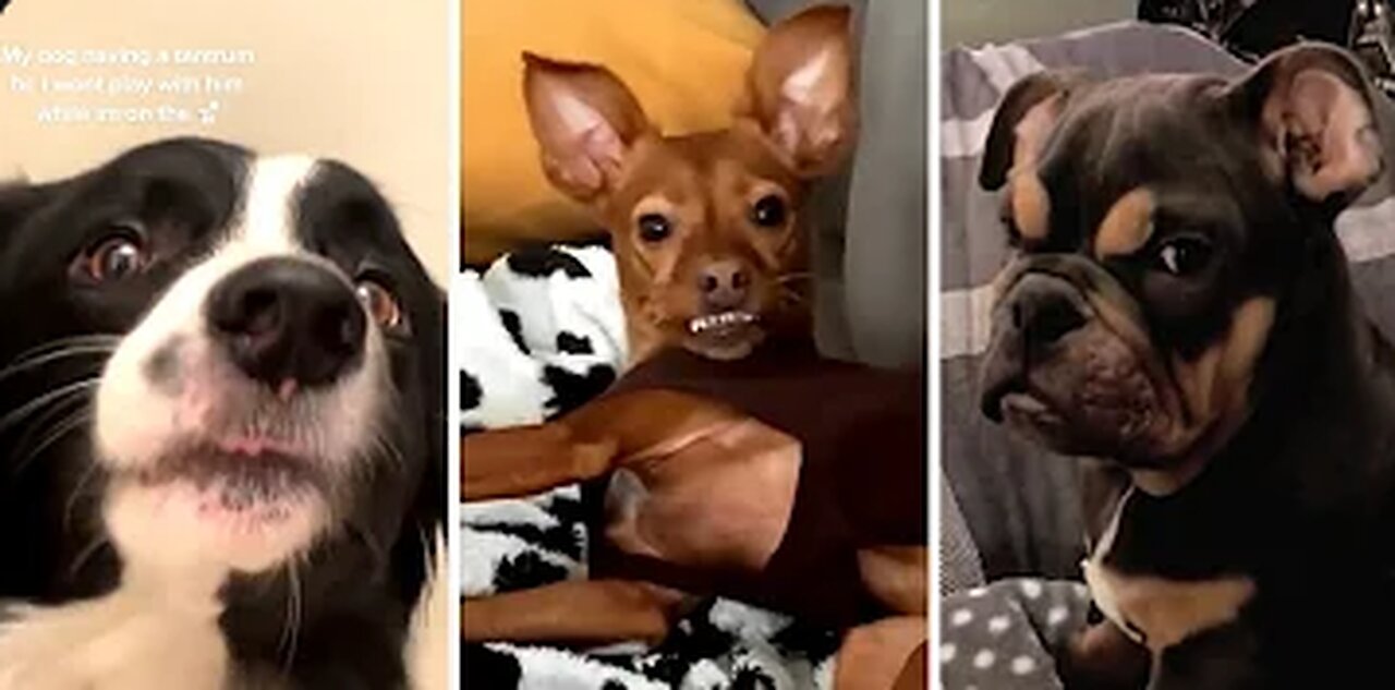 Funniest DOGS on the Internet! 🐶