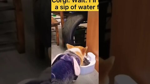 Half time - water break 😜🐶 #viral #shorts #subscribe #funnydogs #cutedogs