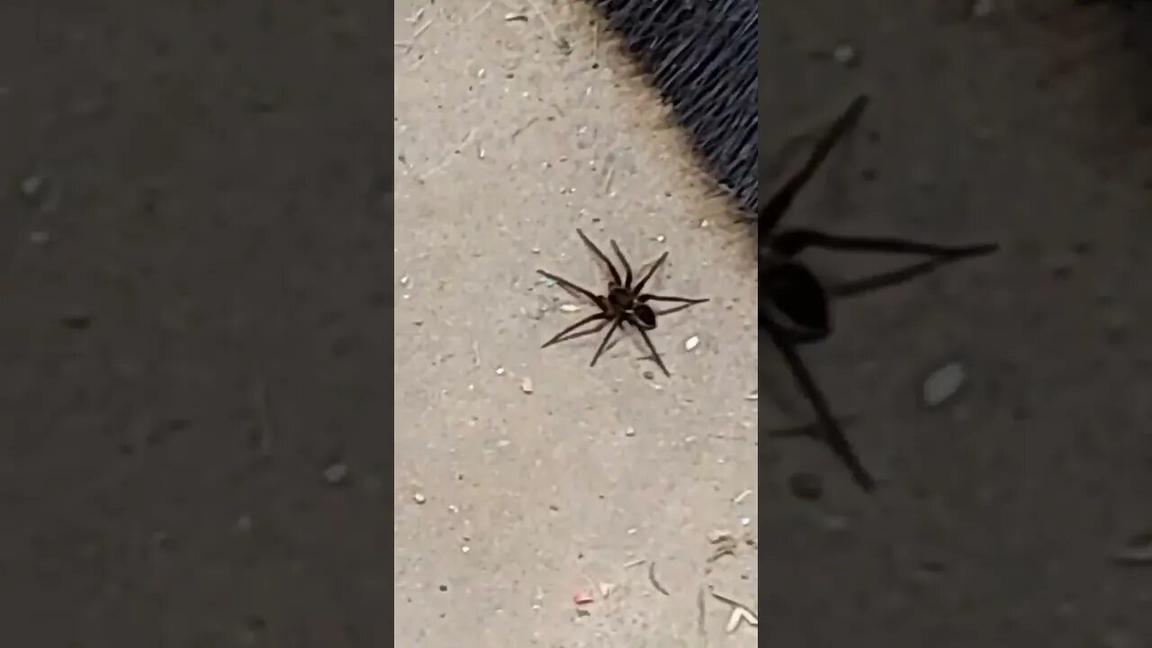 Big Wolf Spider in my Shop !!!