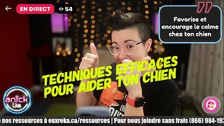 Ton chien réactif mérite mieux : Découvre comment l’améliorer