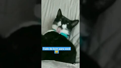 Gato Bartolomeu Tunico se lambendo 😸💙