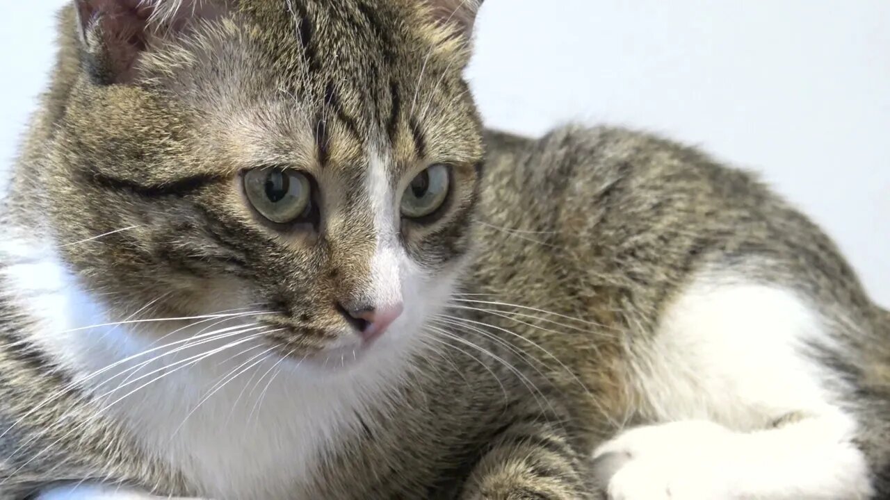 Cute Cat Has Beautiful Large Eyes