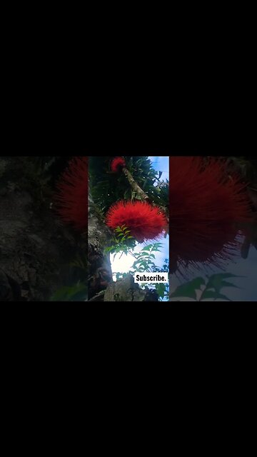 The Most Amazing Flower in the Amazon, Cruzcaspi