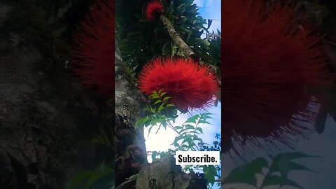 The Most Amazing Flower in the Amazon, Cruzcaspi