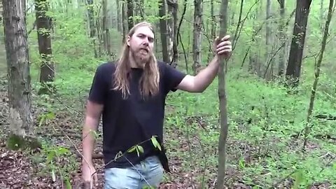 Deep Woods Thoughts # 8