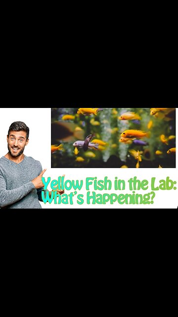 Yellow Fish in the Lab: What Did We Discover?