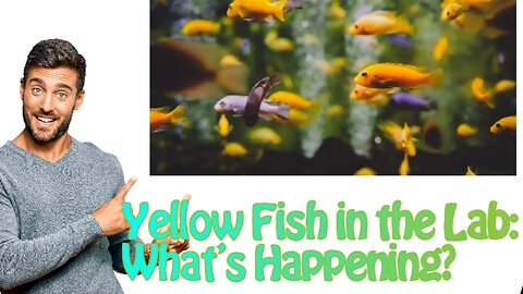 Yellow Fish in the Lab: What Did We Discover?