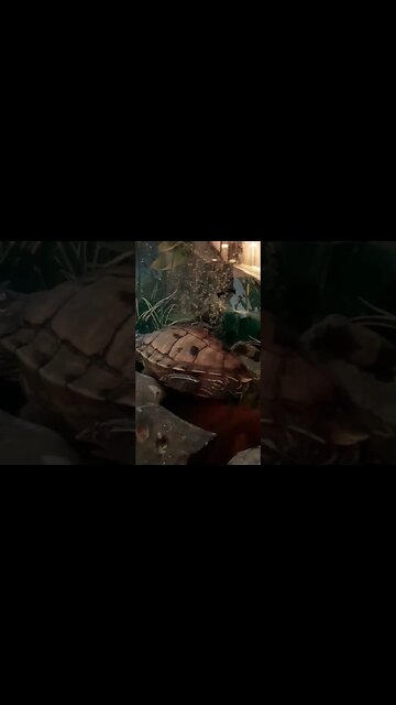 Cleaning his back 🐢 Flashes New friends #pets #reptiles #shorts #guppy