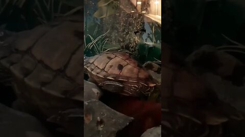 Cleaning his back 🐢 Flashes New friends #pets #reptiles #shorts #guppy