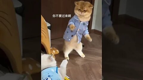 Funny cat videos #shorts #shortvideo #ytshorts #funny #cats