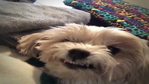 Puppy gets tooth pulled at dentist, adorably smiles for the camera