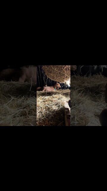 Goats enjoying a warm day in the outdoor feed hoop 🥰 #nigeriandwarf #farmlife