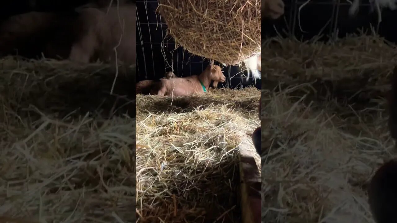 Goats enjoying a warm day in the outdoor feed hoop 🥰 #nigeriandwarf #farmlife