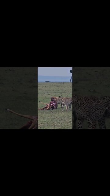 Wildlife Sightings Today 09/02/23 (Cheetah, etc) | Lalashe Maasai Mara | #shorts | #ShortsAfrica
