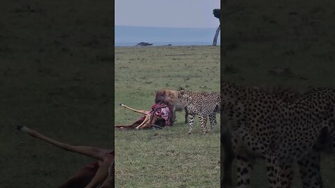 Wildlife Sightings Today 09/02/23 (Cheetah, etc) | Lalashe Maasai Mara | #shorts | #ShortsAfrica